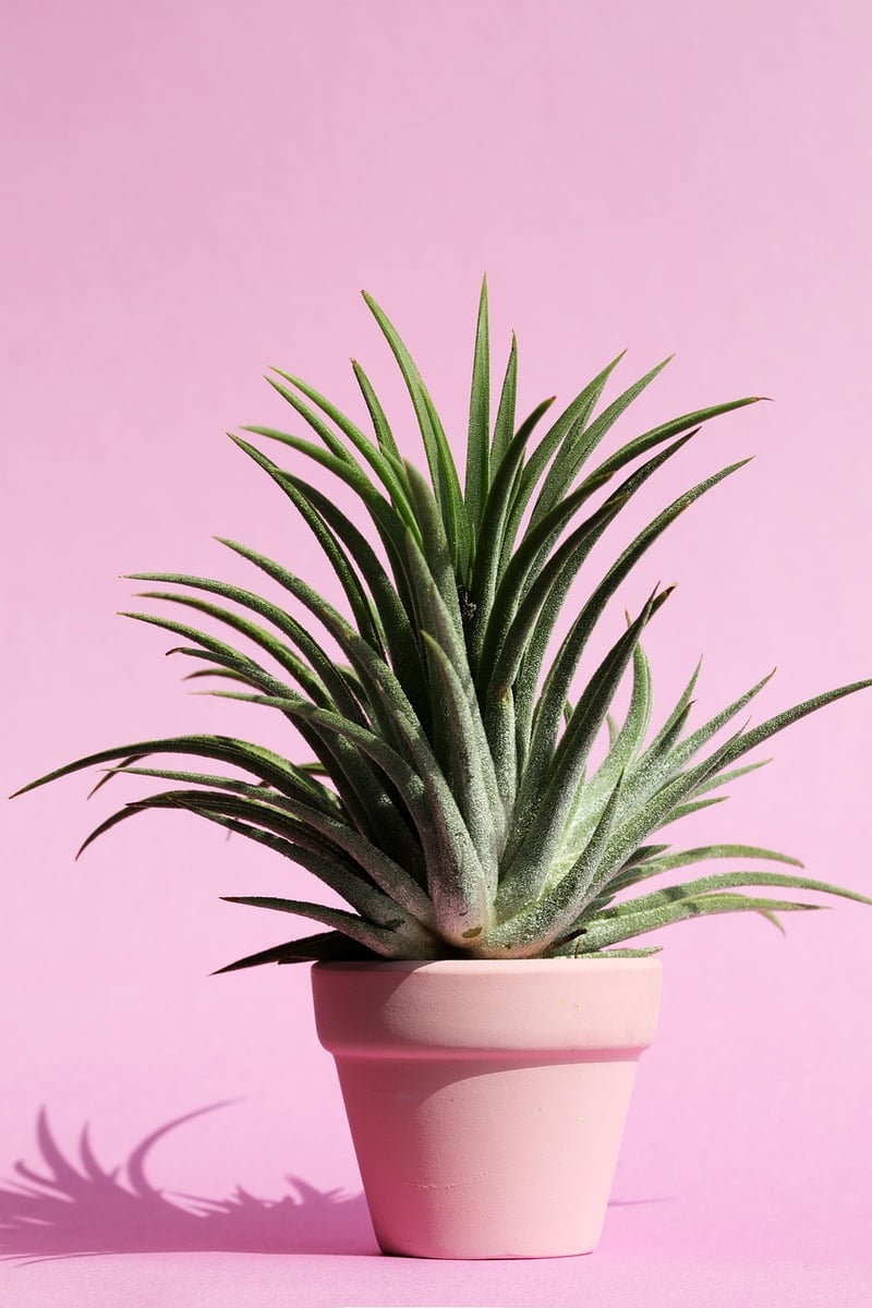 Succulent Plant